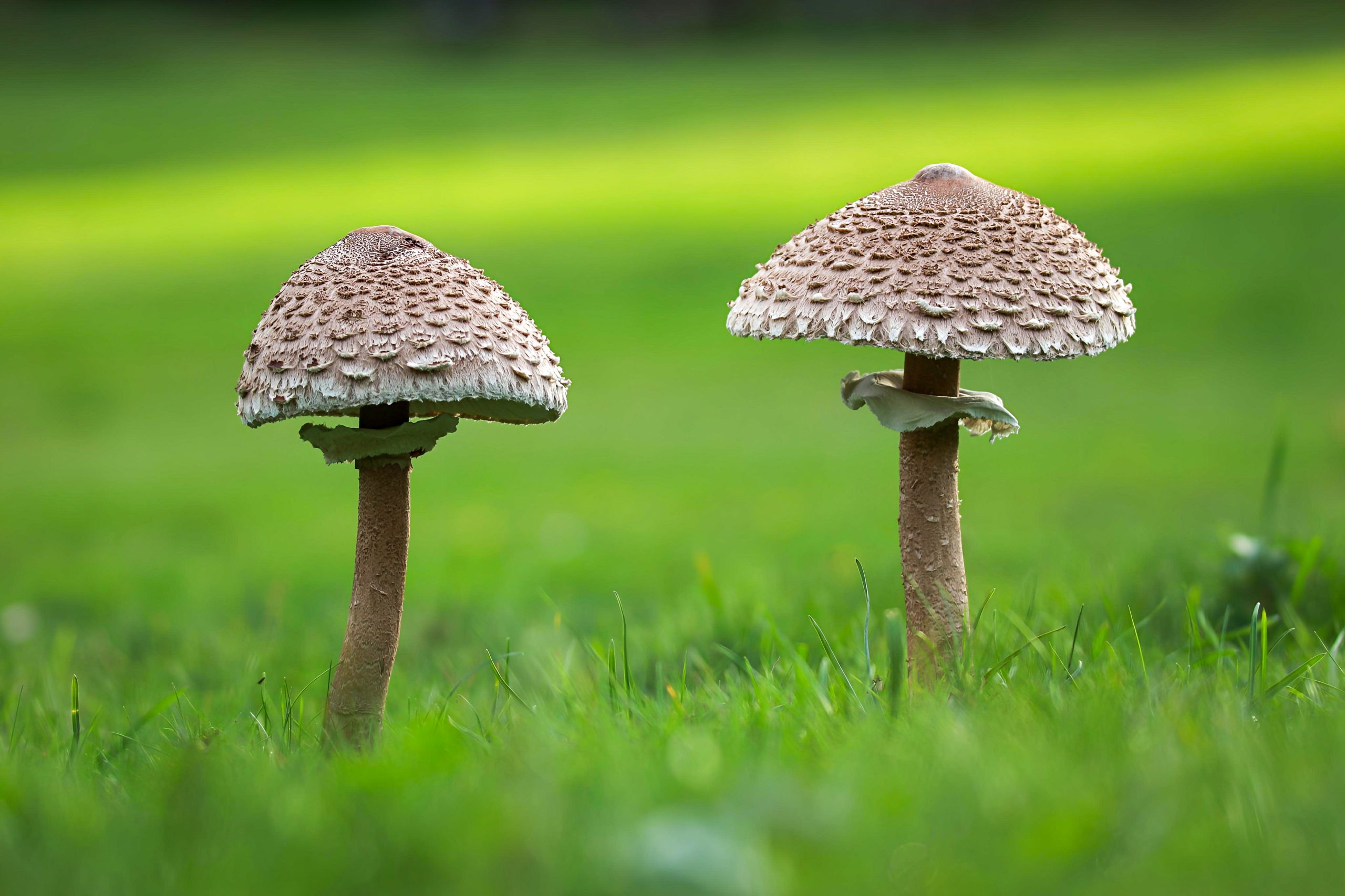 Zeer zachte herfstdagen met geregeld zonneschijn