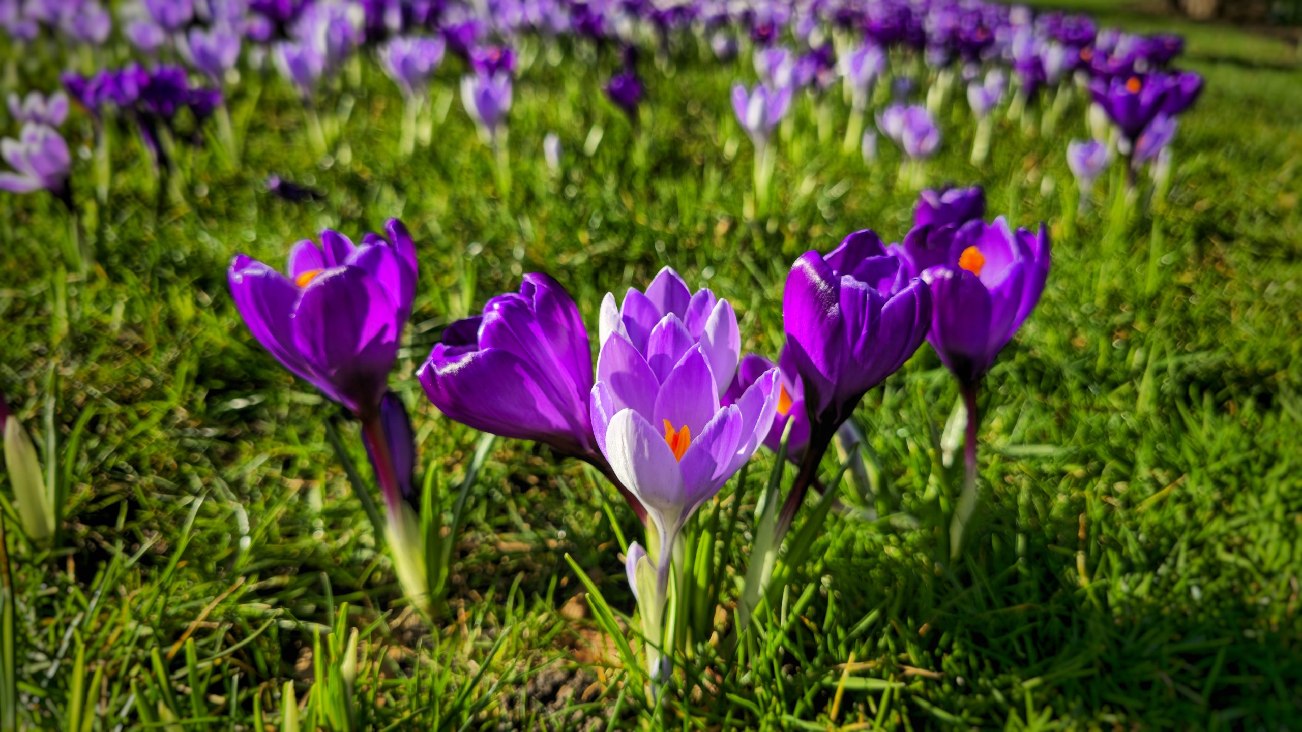 Zonnig en zacht lenteweer houdt stand