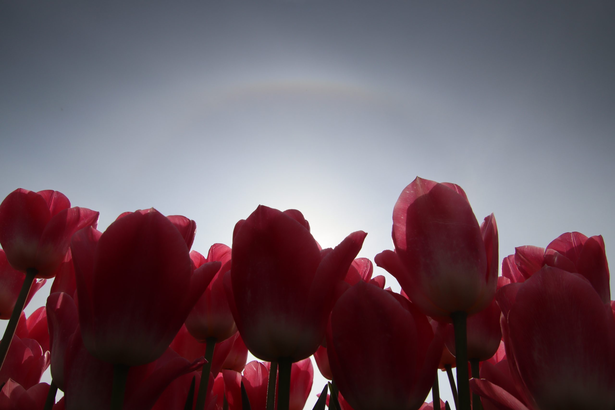 Nieuwe periode van mooi lenteweer breekt aan